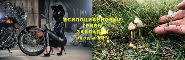 шишки Верея
